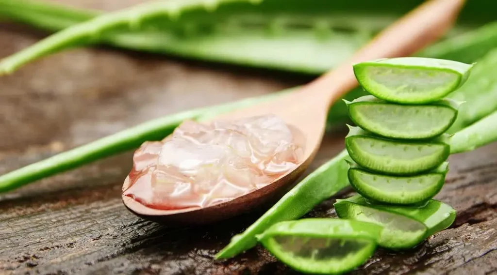 Aloe Vera gegen trockene Haut – Feuchtigkeitspflege im Winter